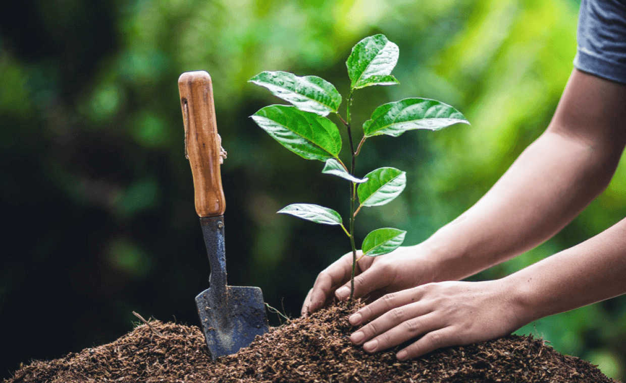 Green Plantation & Sustainability Efforts
